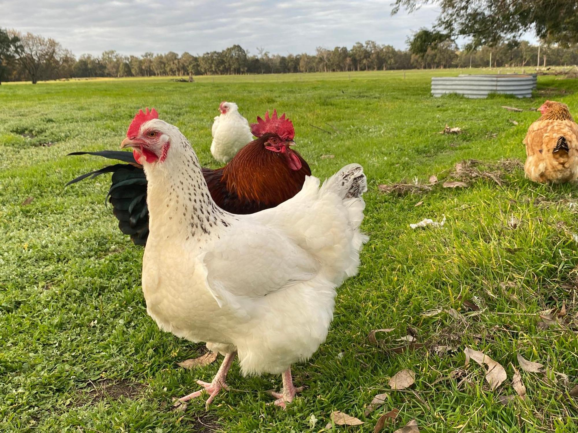 Donn4254s2 - Wilga Farm - Shearer's Shack - Double *