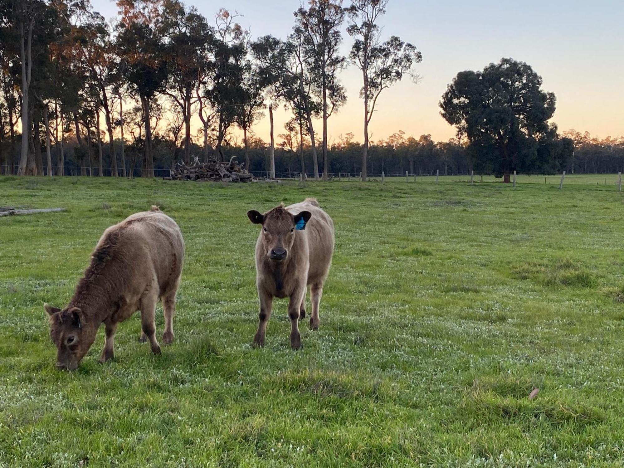 Donn4254s2 - Wilga Farm - Shearer's Shack - Double Apartment Boyup Brook
