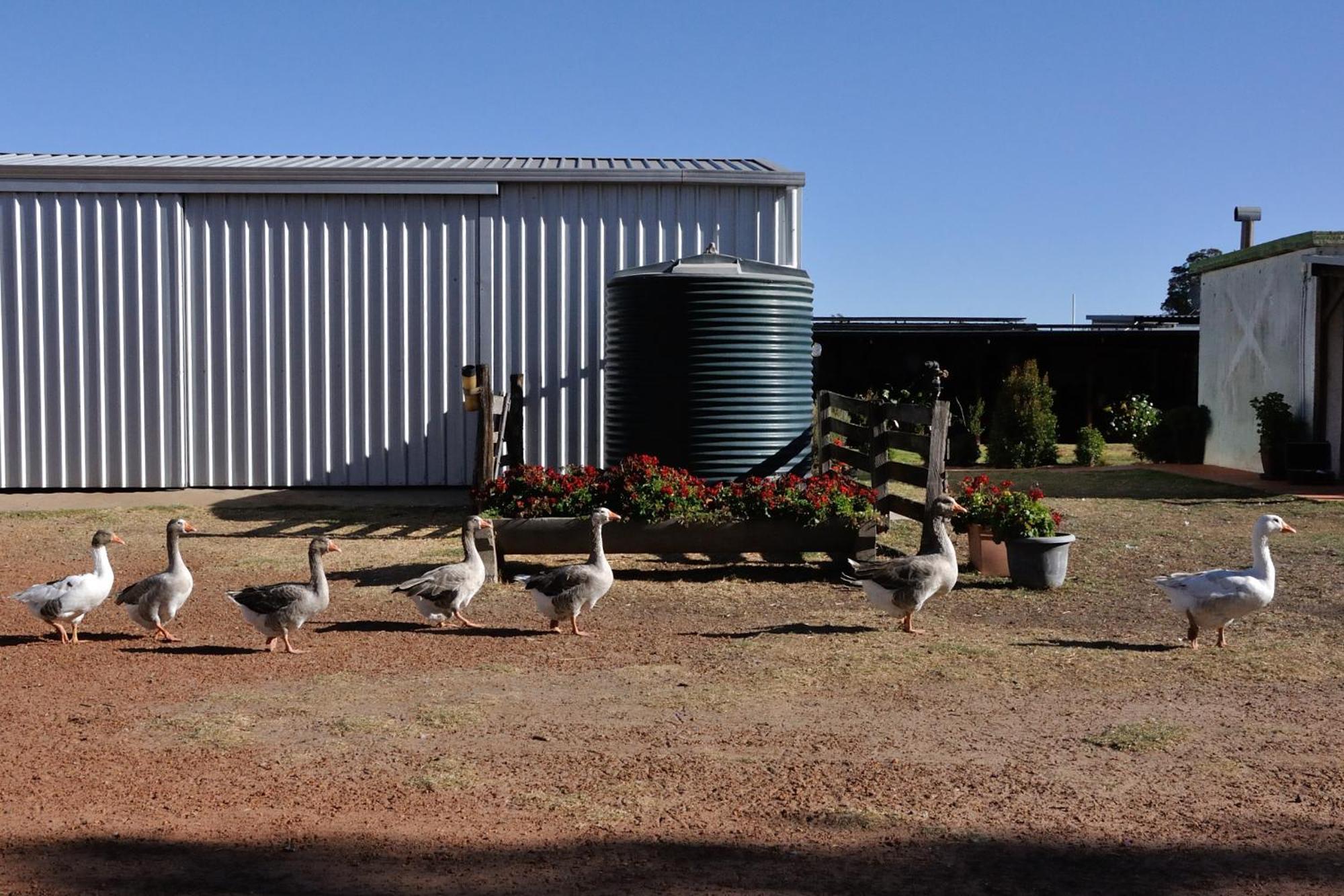 Apartment Donn4254s2 - Wilga Farm - Shearer's Shack - Double